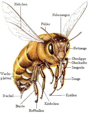 Bipp Bienen