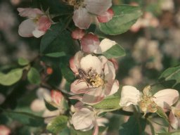 Bienen &raquo; Bienen-und-Blueten