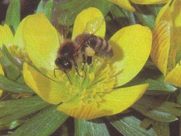 Bienen &amp; Blüten
