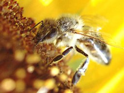 Bienen &amp; Blüten