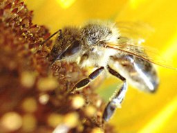 Bienen & Blüten