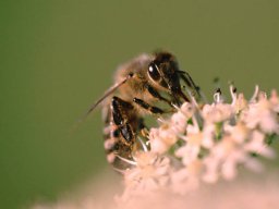 Bienen &amp; Blüten