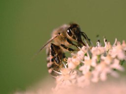 Bienen & Blüten