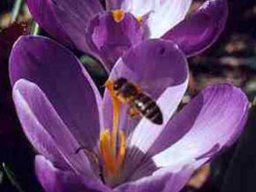 Bienen &amp; Blüten
