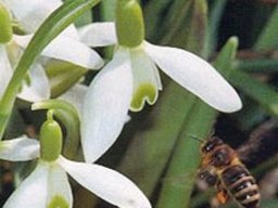 Bienen &amp; Blüten
