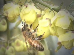 Bienen &amp; Blüten