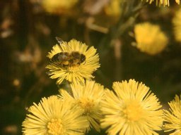 Bienen &amp; Blüten