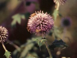 Bienen &amp; Blüten