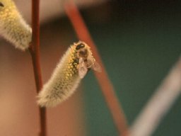 Bienen &amp; Blüten