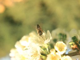 Bienen &amp; Blüten
