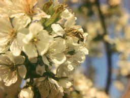 Bienen &amp; Blüten