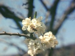 Bienen &amp; Blüten