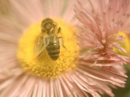 Bienen &amp; Blüten
