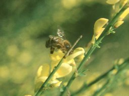 Bienen &amp; Blüten