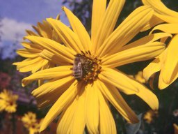 Bienen &amp; Blüten