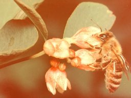 Bienen &amp; Blüten