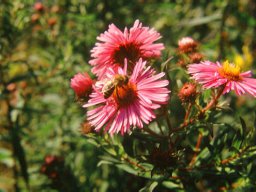Bienen &amp; Blüten