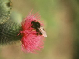 Bienen &amp; Blüten