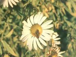 Bienen &amp; Blüten
