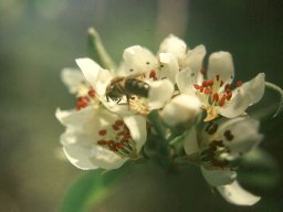 Bienen &amp; Blüten