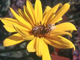 Bienen &amp; Blüten