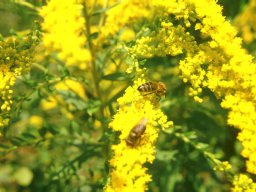 Bienen &amp; Blüten