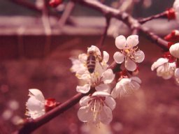 Bienen &amp; Blüten