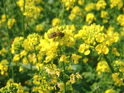 Bienen &amp; Blüten