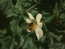 Bienen &amp; Blüten