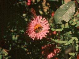 Bienen &amp; Blüten