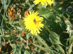 Bienen &amp; Blüten