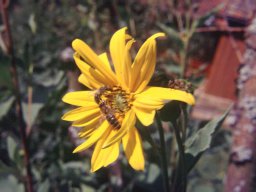 Bienen &amp; Blüten