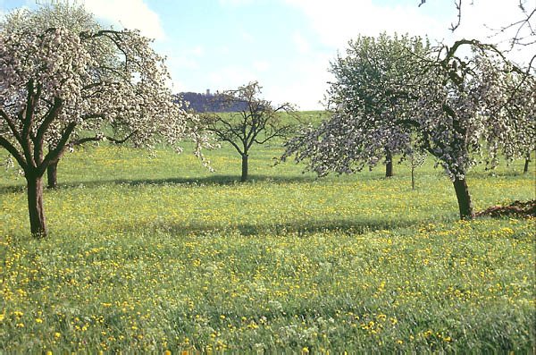 Trachtquellen