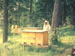 Bienen &raquo; Trachtquellen